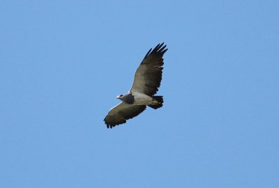 Black-chested Buzzard-Eagle