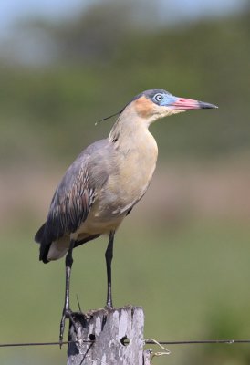 Whistling Heron