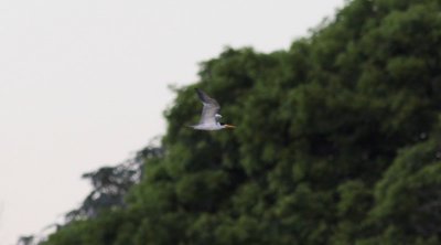 Large-billed Tern