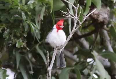 Red-crested Cardinal