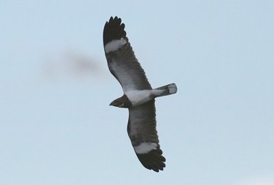 g3/37/349837/3/125253812.EkuWlAPW.jpg