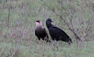 Southern Caracara & Black Vulture