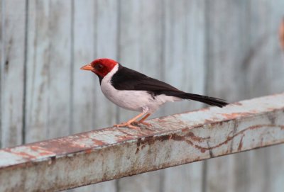 Yellow-billed Cardinal