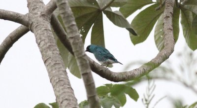 Swallow Tanager