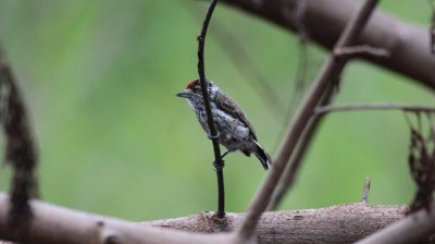 White-wedged Piculet