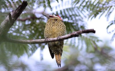 Green-barred Woodpecker