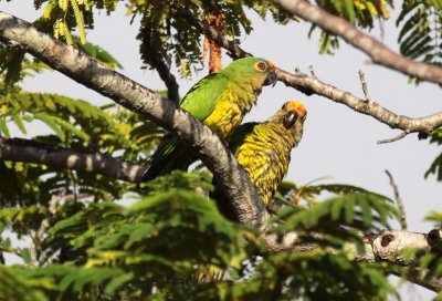 Peach-fronted Parakeets