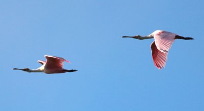 Roseate Spoonbills