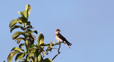 Brown-chested Martin