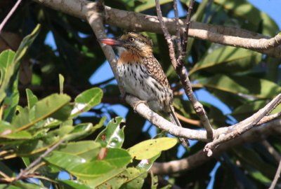 Chaco Puffbird