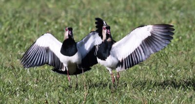 Southern Lapwings