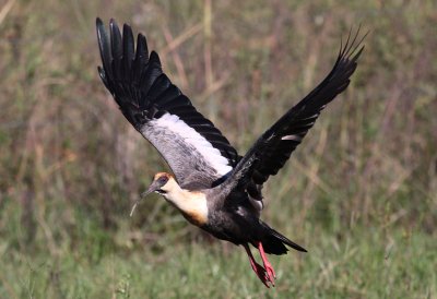 Buff-necked Ibis