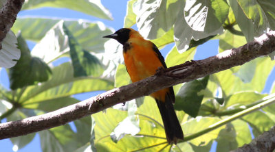 Orange-backed Troupial