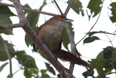 Greater Thornbird