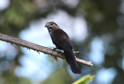 Smooth-billed Ani