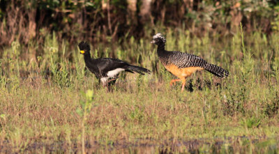 Bare-faced Curassows