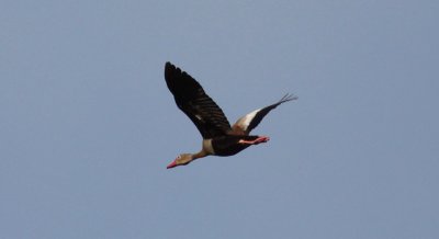 Black-bellied Whistling-Duck