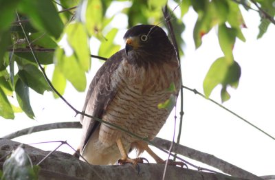 Roadside Hawk