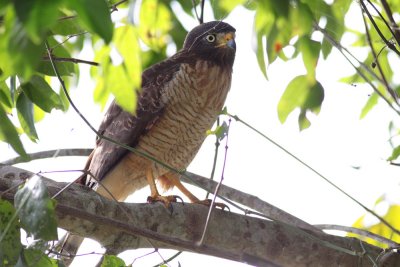 Roadside Hawk