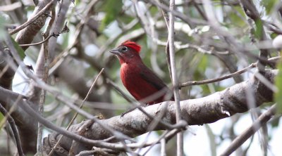 Red-crested Finch