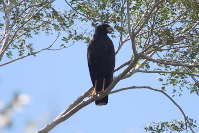 Great Black-Hawk
