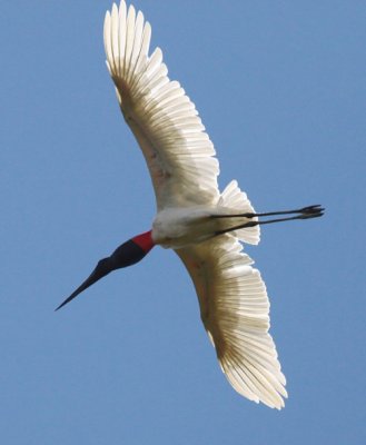 Brazil Pantanal Birding (Pousada Xaraes) 2010