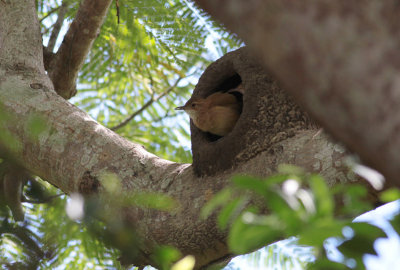 Rufous Hornero at nest