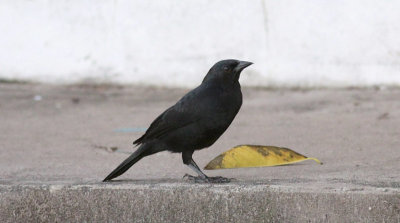 Chopi Blackbird