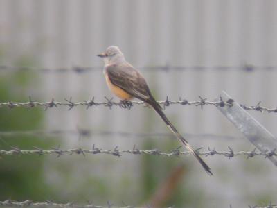 Scissor-tailed Flycatcher