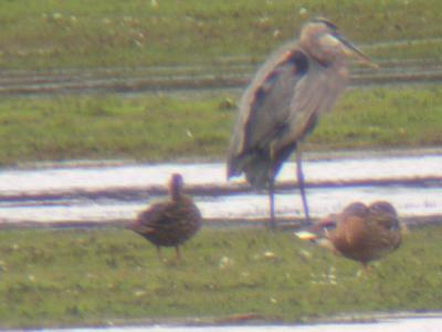 g3/37/349837/3/49756048.mottledDuck3.jpg