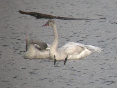 Tundra Swans