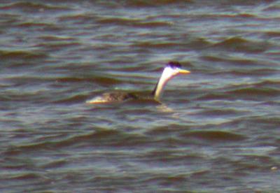 Western Grebe