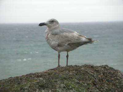 Glaucous-winged Gull ?