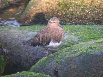 Black Turnstone