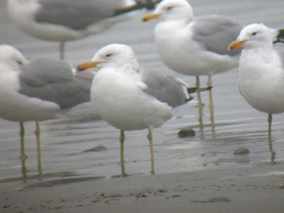 California Gull