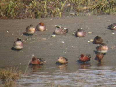 Cinnamon Teal