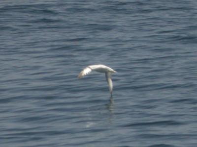 Northern Fulmar