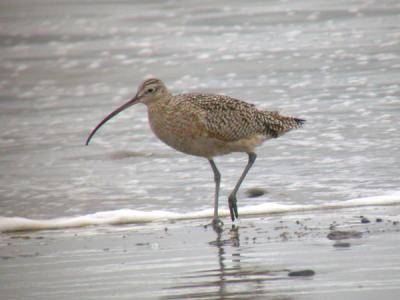 Long-billed Curlew