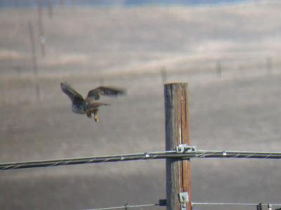 Prairie Falcon