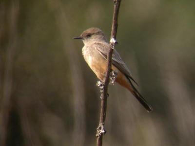 Say's Phoebe