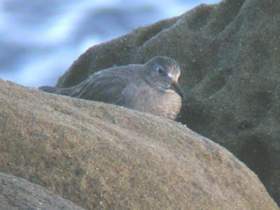 Surfbird