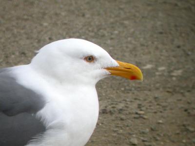 Western Gull