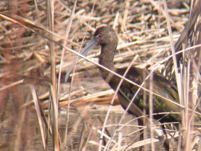 White-faced Ibis