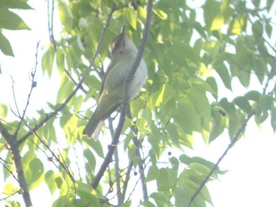 Black-whiskered Vireo