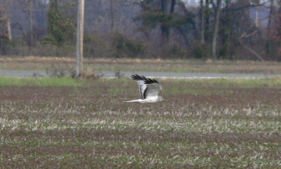 Northern Harrier