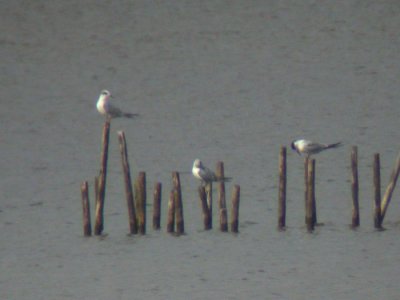 Forster's & Common Terns