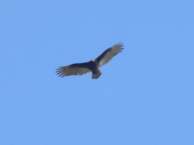 Turkey  Vulture