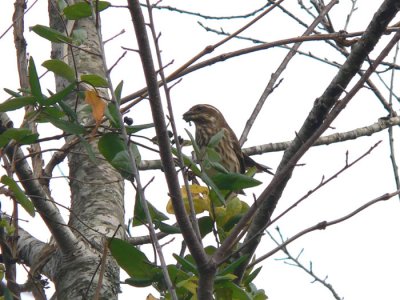 Purple Finch