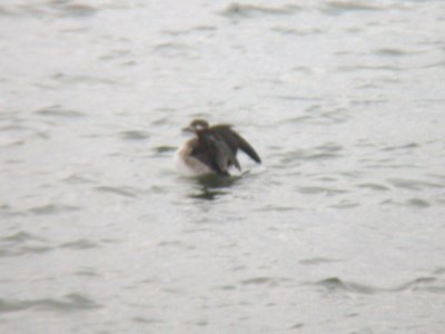 Long-tailed Duck