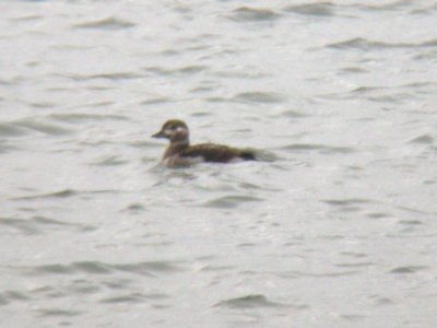 Long-tailed Duck